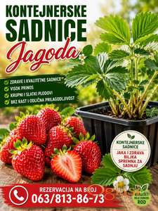 Kontejnerske sadnice jagoda